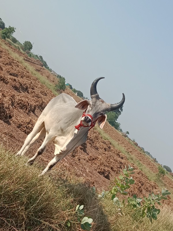 આવો ગોધલો  લેવા...