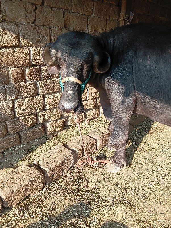 ભેંસ વેચવાની છે...