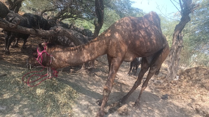 સાઢીયો વેસવો