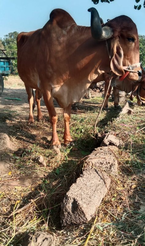 ગોઢલો