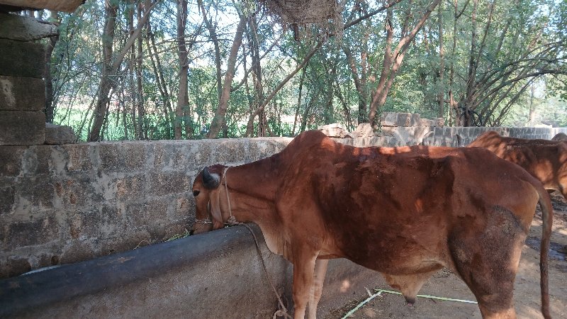 ગૉઢલૉ વેચવાનો છ...