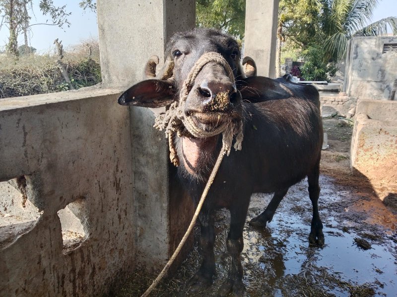 ખડેલું વેચવાનું...