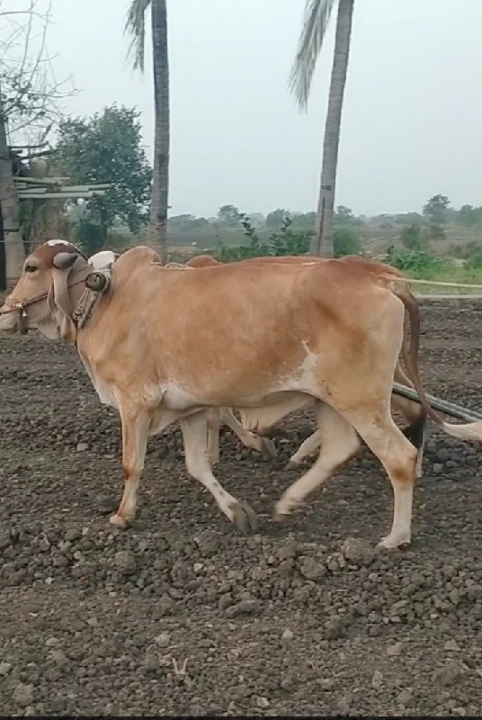 ગોધલા વેસવાનાસે