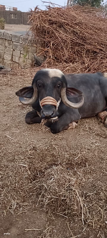 ખડેલી વેચવાની છ...