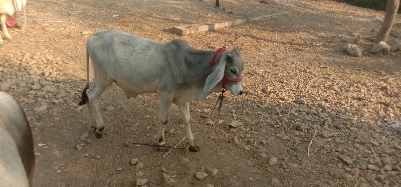 વાછડો વેચવાનો છ...