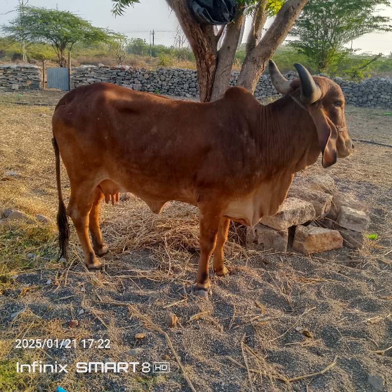 ગાય વેચવાની છે