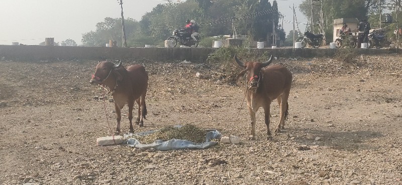 આગોઢલાઆવેશવાનાછ...