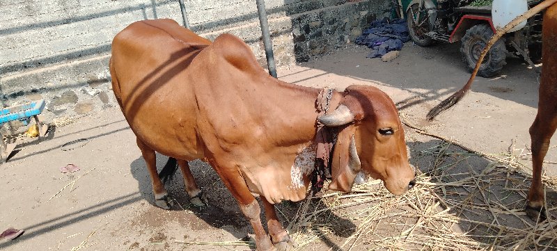 ગાય વેચવાની છે