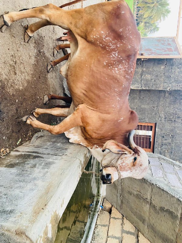 ગીર ગાય ઓરીજનલ...