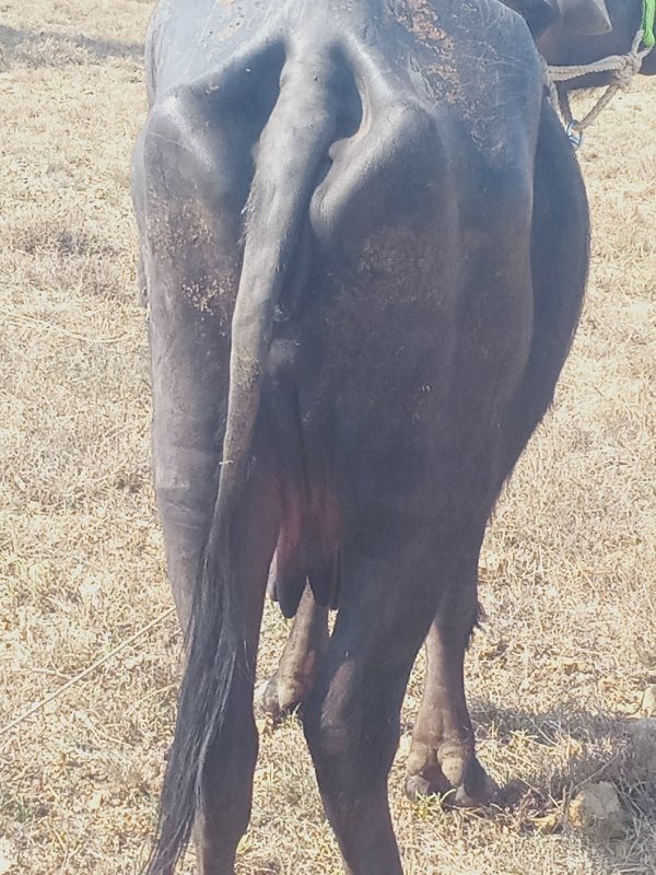 ખળેલી વેચવાની છ...