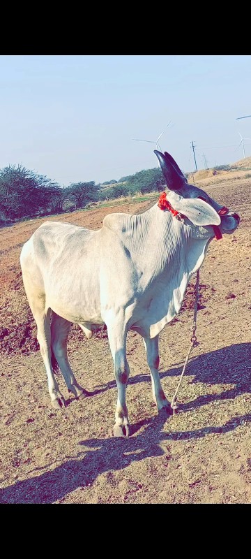 દ્વારકા તાલુકો...