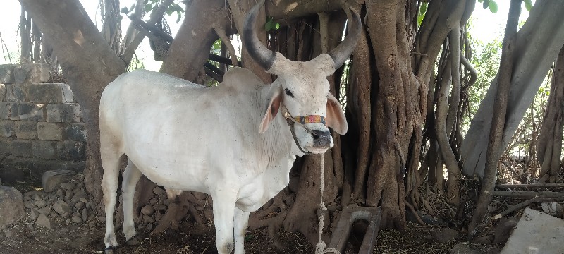 ગોઢલો વેચવા નો...