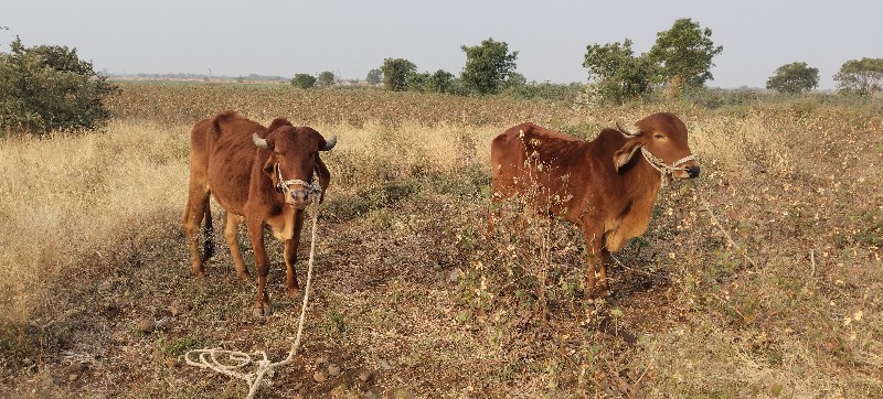 વેચવાના છે