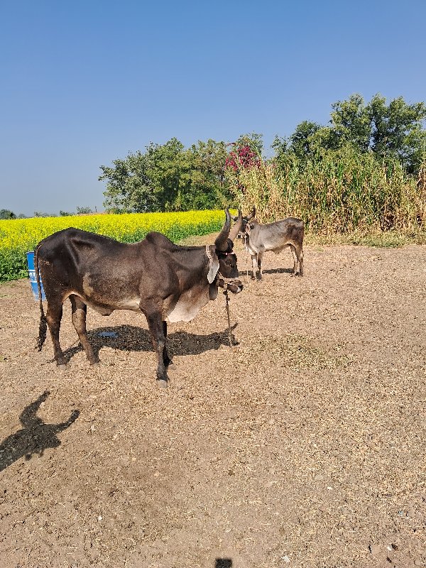 ગોઢલા વેસવાના છ...