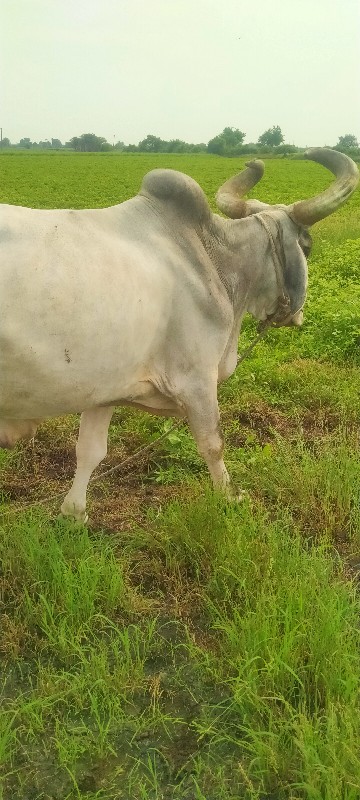 બડદ વેશવાનો છે