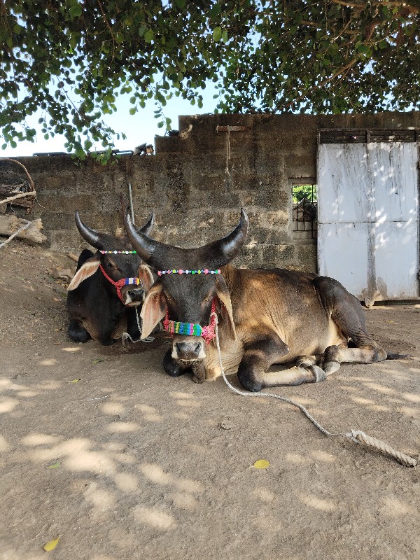 ગોટલા વેચવાના છ...