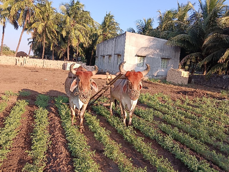 બળદ વેચવા ના છે