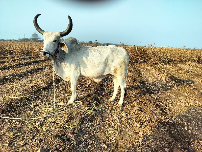 ગોધલો વેચવાના છ...