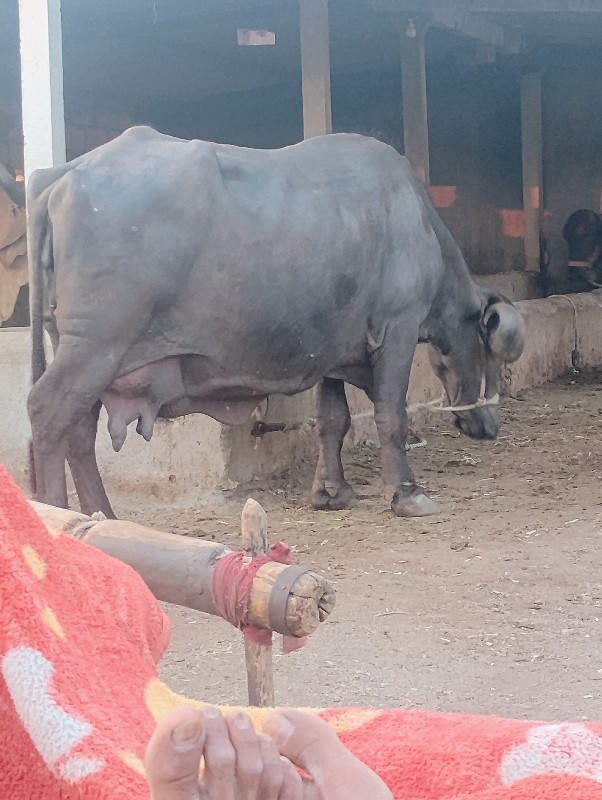 વેસવાનીછે