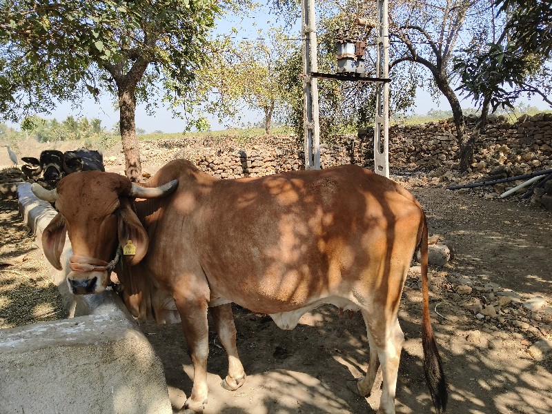 ગાય વેચવાની છે