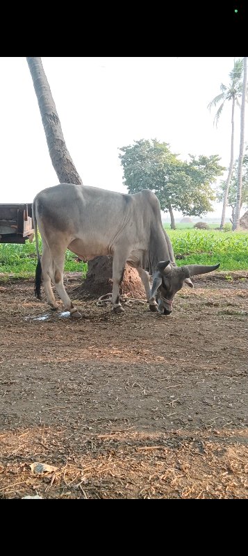 ગોઠલા વેચવાના છ...