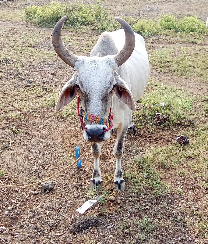 સોજા