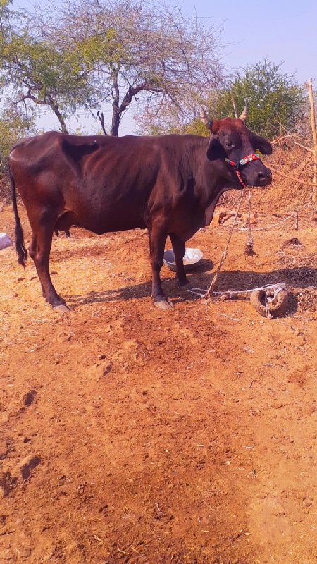 જસી હોડકી વેચવા...