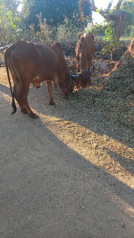 ગોઢલા વેચવાના છ...