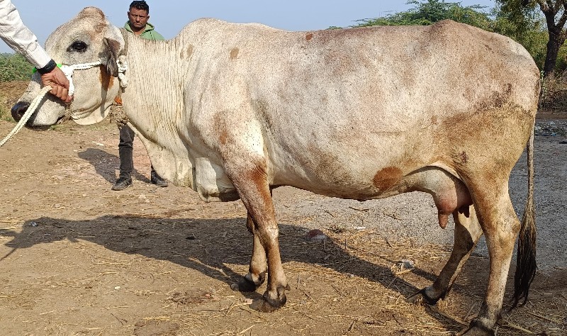 જશી ગાય