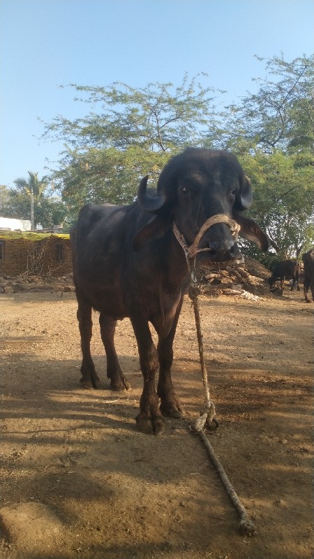 પાડો વેચવાનો છે