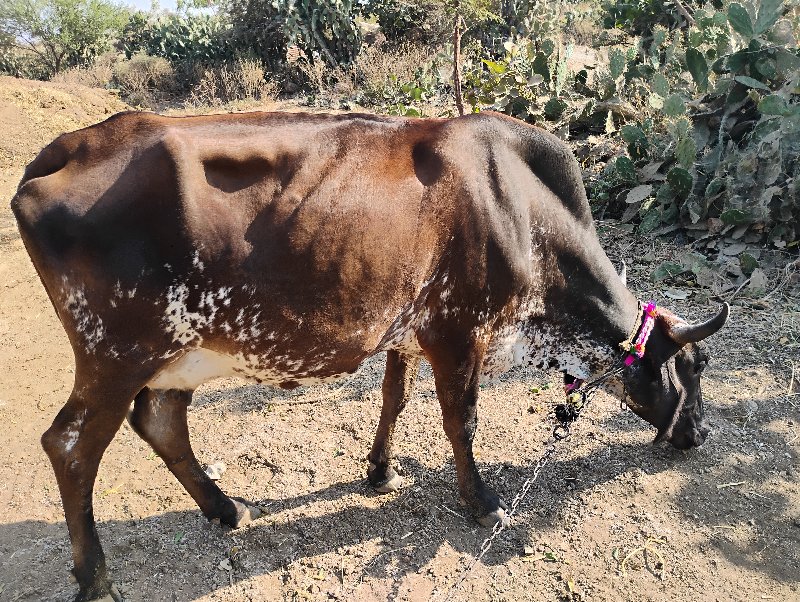 બીજું વેતર જરસી...