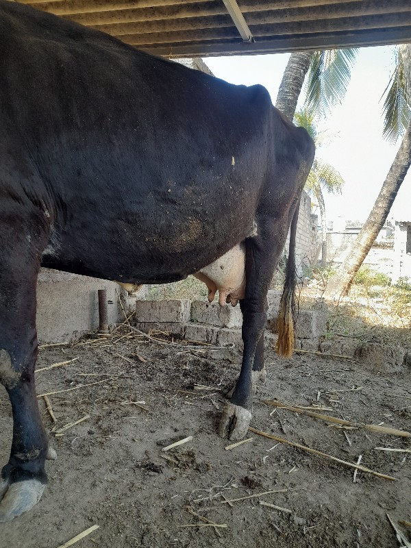 ગાય વેચવાની છે