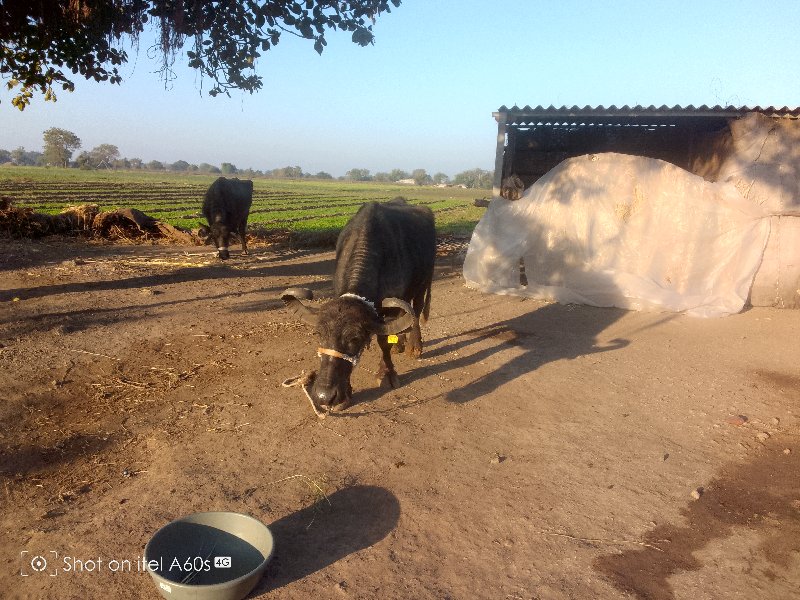 આ બે ભેસ વેચવાન...