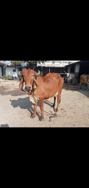 ગાય