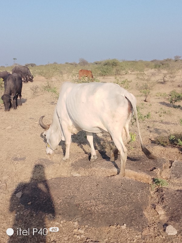 ગાય વેચવાની છે