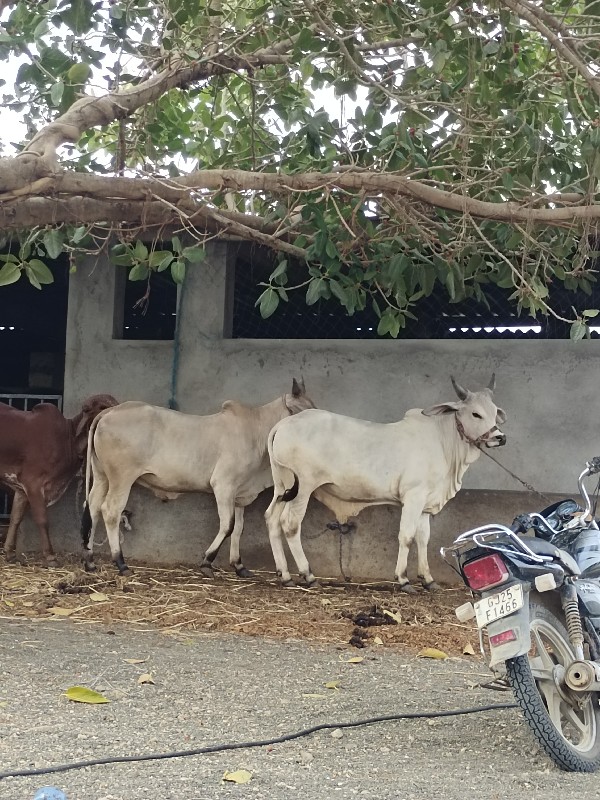 ઘોધલા શે ખીરાશે...