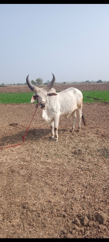 સાવ સોજા છે