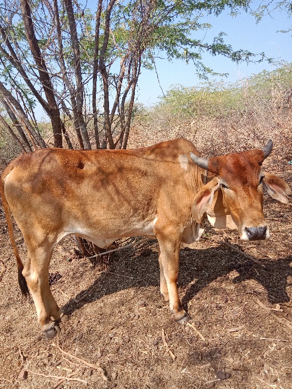 વશેરી અથવા‌ વશે...