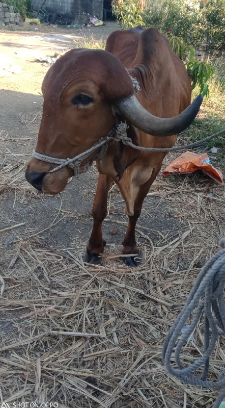 બળદ વેંચવા નો છ...