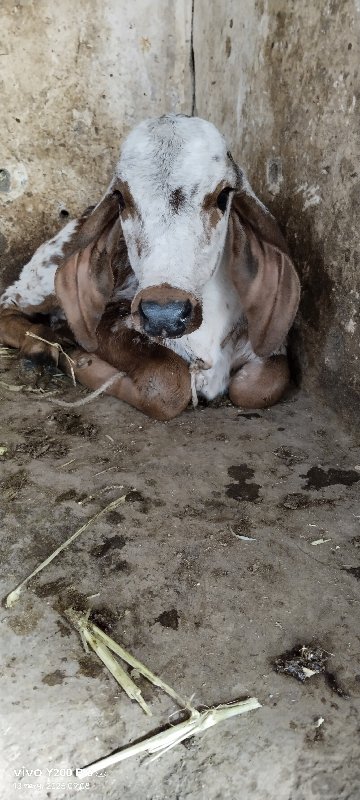 ગીર ગાય વેચવાની...