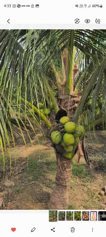 coconut bag