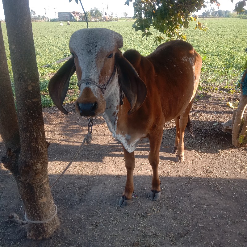 ગીર વાછડી વેચવા...