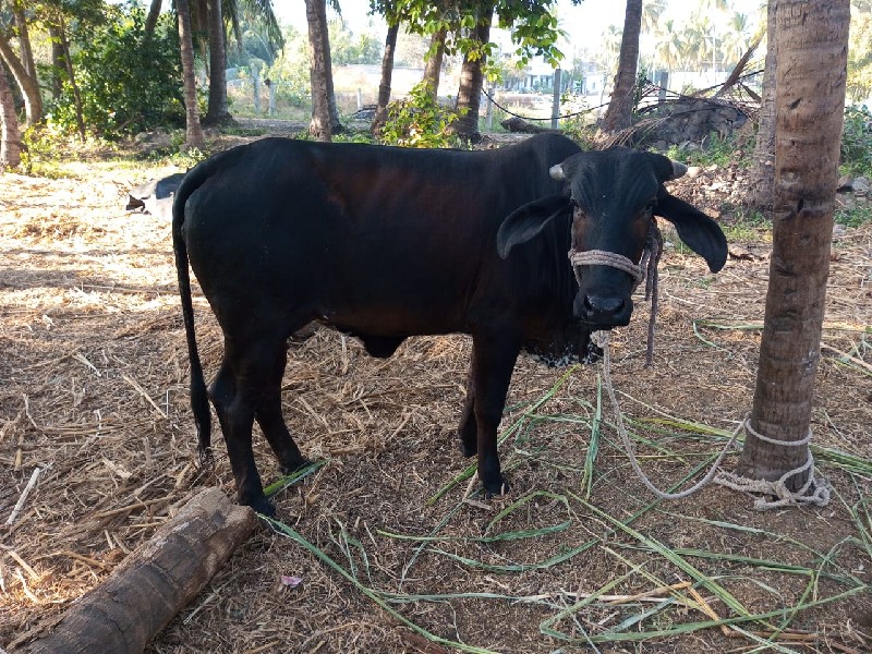 ગીર HF cross વા...