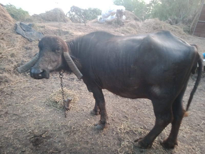 ચોથું.વેતર