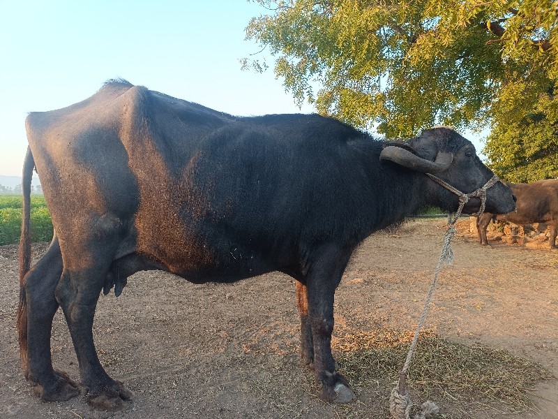 ૧ મહીનાની વિયાગ...