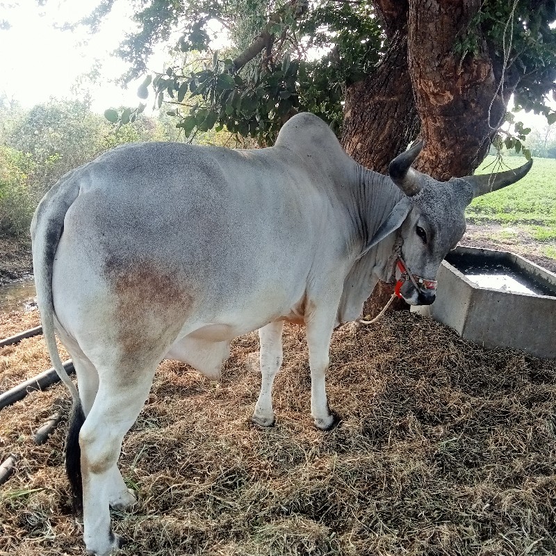 ગોઢલો. વેશવાનોશ...