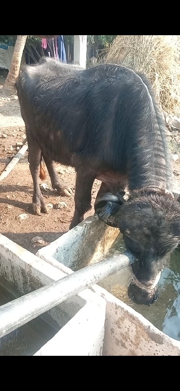 ખડેલી વેચવાની છ...