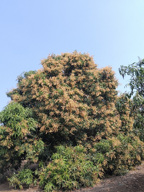 કેરી🥭🌳