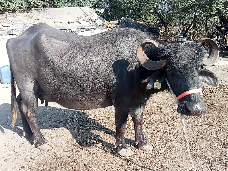 ભેંસ વેચવાની છે