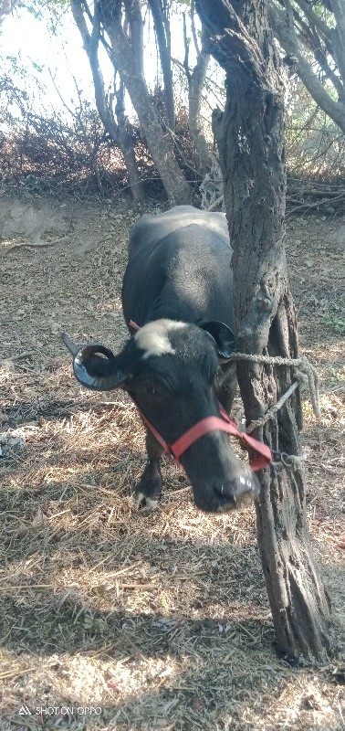 , ખડેલી વેચવાની...